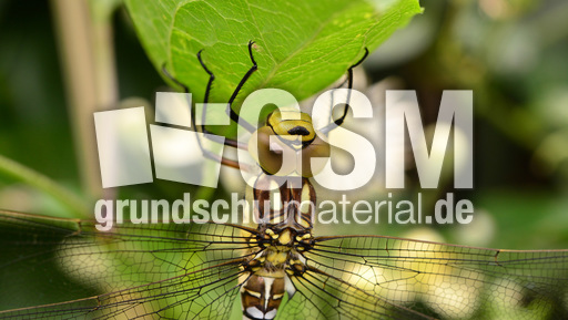 Blaugrüne Mosaikjungfer  (24).jpg